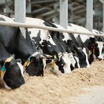 Pennsylvania Dairy Farm