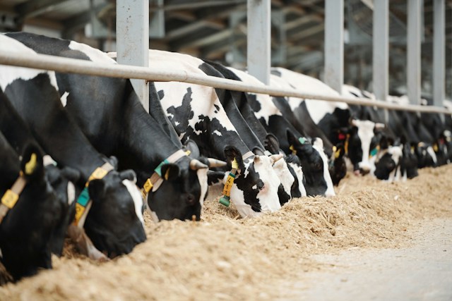 placeholder image Pennsylvania Dairy Farm