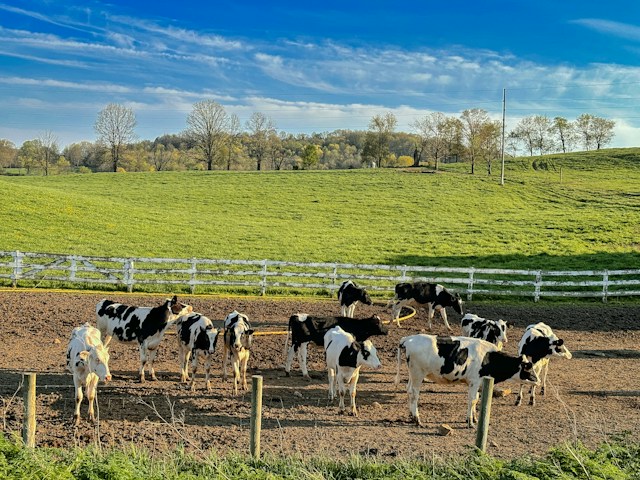 dairy farm applications for grant funding