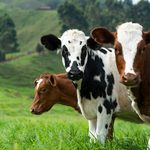 NEPA Agriculture