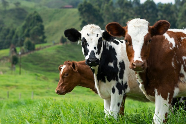 placeholder image NEPA Agriculture