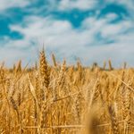 PA grain farmers