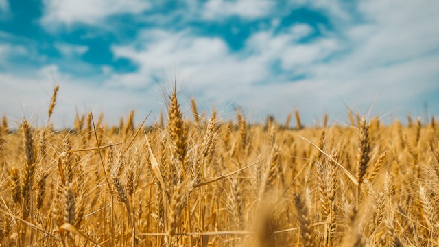 placeholder image PA grain farmers