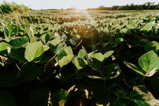 NEPA soybeans 