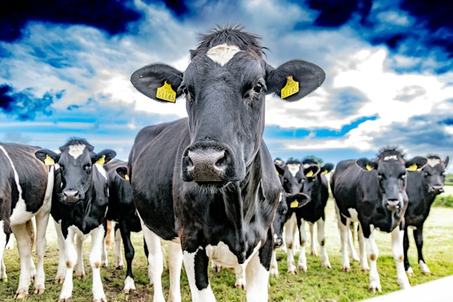 NEPA dairy farms