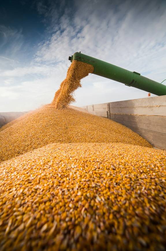 corn crop