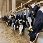 NEPA dairy farm