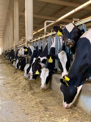 NEPA dairy farm